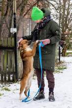 SMERFIK, Hund, Mischlingshund in Polen - Bild 2