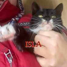 ISLA, Katze, Europäisch Kurzhaar in Bosnien und Herzegowina