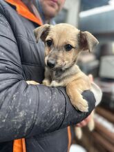 ROXY, Hund, Mischlingshund in Rumänien - Bild 1