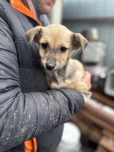 ROXY, Hund, Mischlingshund in Rumänien - Bild 2