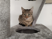 JULES, Katze, Hauskatze in Vaterstetten - Bild 2