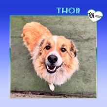 THOR, Hund, Mischlingshund in Bulgarien - Bild 1