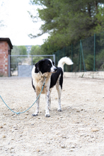 ROMULUS, Hund, Mischlingshund in Spanien - Bild 6