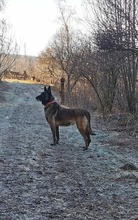 IKA, Hund, Malinois-Mix in Zwiesel - Bild 1