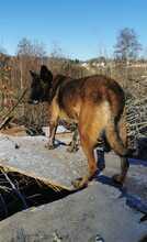 IKA, Hund, Malinois-Mix in Zwiesel - Bild 2