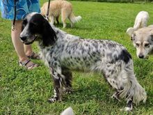 LORELAI, Hund, English Setter in Wiesendangen - Bild 1