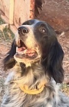 LORELAI, Hund, English Setter in Wiesendangen - Bild 3