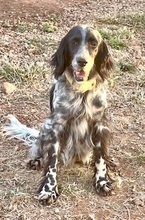 LORELAI, Hund, English Setter in Wiesendangen - Bild 4