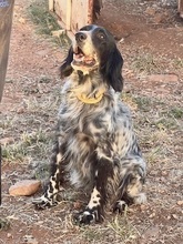 LORELAI, Hund, English Setter in Wiesendangen - Bild 5