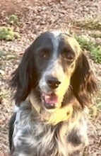LORELAI, Hund, English Setter in Wiesendangen - Bild 6