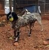 LORELAI, Hund, English Setter in Wiesendangen - Bild 7
