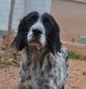 LORELAI, Hund, English Setter in Wiesendangen - Bild 8