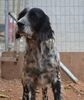 LORELAI, Hund, English Setter in Wiesendangen - Bild 9
