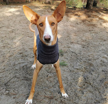 HAJO, Hund, Podenco Canario in Grebenhain - Bild 1