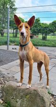 HAJO, Hund, Podenco Canario in Grebenhain - Bild 2