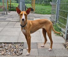 HAJO, Hund, Podenco Canario in Grebenhain - Bild 3