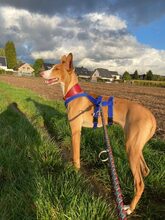 HAJO, Hund, Podenco Canario in Grebenhain - Bild 5