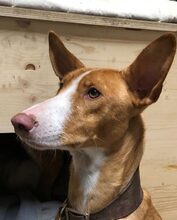 HAJO, Hund, Podenco Canario in Grebenhain - Bild 7