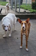 HAJO, Hund, Podenco Canario in Grebenhain - Bild 9