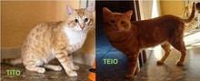 TITO, Katze, Hauskatze in Spanien - Bild 3