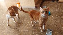 TITO, Katze, Hauskatze in Spanien - Bild 4