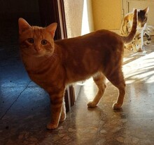 TEIO, Katze, Hauskatze in Spanien - Bild 1