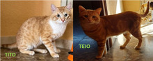 TEIO, Katze, Hauskatze in Spanien - Bild 10