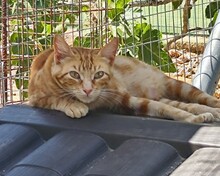 ROTKÄPPCHEN, Katze, Europäisch Kurzhaar in Spanien - Bild 3