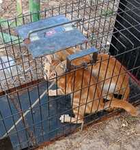 ROTKÄPPCHEN, Katze, Europäisch Kurzhaar in Spanien - Bild 4