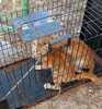 TORIN, Katze, Europäisch Kurzhaar in Spanien - Bild 5
