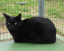 NELSON, Katze, Europäisch Kurzhaar in Spanien - Bild 6