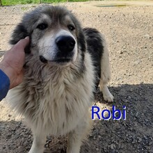 ROBI, Hund, Mischlingshund in Bosnien und Herzegowina - Bild 1