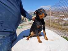 PON, Hund, Mischlingshund in Spanien