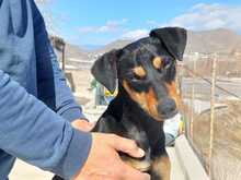 PIN, Hund, Mischlingshund in Spanien