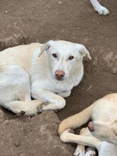 IVAR, Hund, Mischlingshund in Rumänien - Bild 10