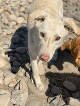 IVAR, Hund, Mischlingshund in Rumänien - Bild 2