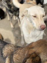 IVAR, Hund, Mischlingshund in Rumänien - Bild 3