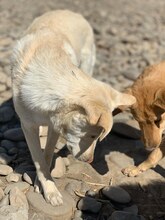 IVAR, Hund, Mischlingshund in Rumänien - Bild 7