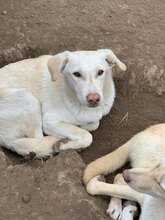 IVAR, Hund, Mischlingshund in Rumänien - Bild 8