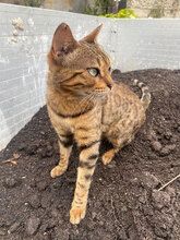 TIGGY, Katze, Hauskatze in Werneuchen - Bild 2