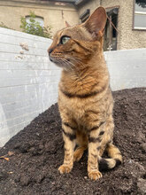 TIGGY, Katze, Hauskatze in Werneuchen - Bild 3