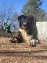 SAMUIL, Hund, Mischlingshund in Bulgarien - Bild 3