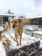 TIKA, Hund, Mischlingshund in Bulgarien - Bild 1