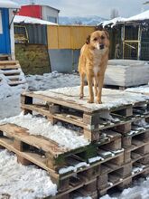 TIKA, Hund, Mischlingshund in Bulgarien - Bild 2