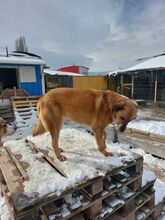 TIKA, Hund, Mischlingshund in Bulgarien - Bild 3