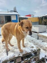 TIKA, Hund, Mischlingshund in Bulgarien - Bild 4