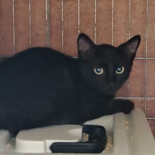 MIKE, Katze, Europäisch Kurzhaar in Spanien