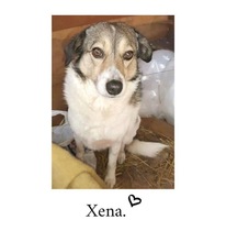 XENA, Hund, Mischlingshund in Rumänien - Bild 3