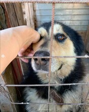 MALICK, Hund, Mischlingshund in Rumänien - Bild 14