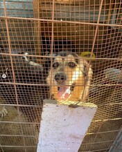 MALICK, Hund, Mischlingshund in Rumänien - Bild 18